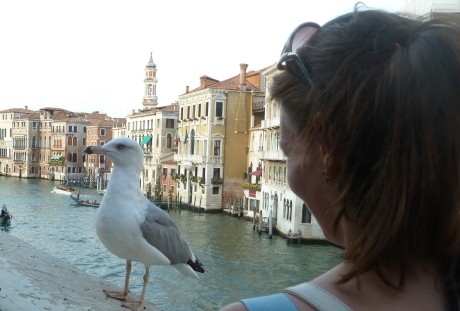 Freche M&ouml;we auf der Rialto Br&uuml;cke