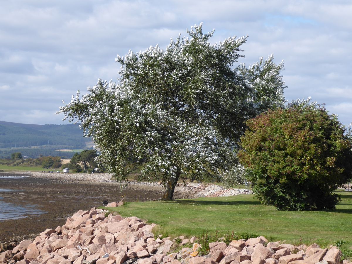 Baum bei Invergordon