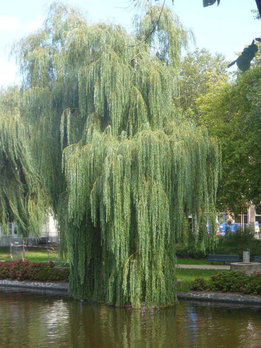 Baum in Amsterdam