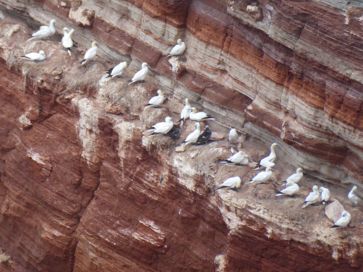 Moewen auf Helgoland