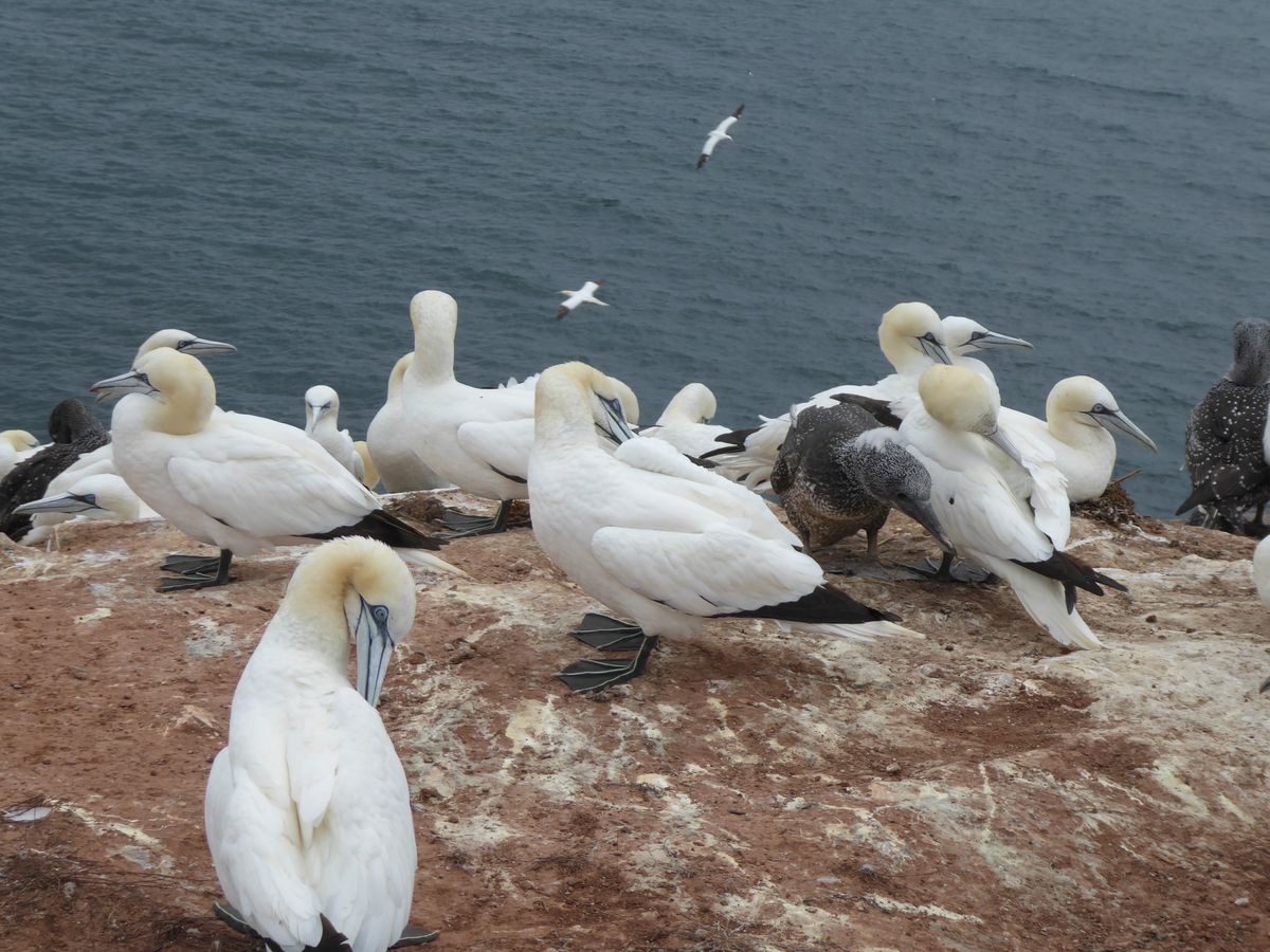 Moewen auf Helgoland