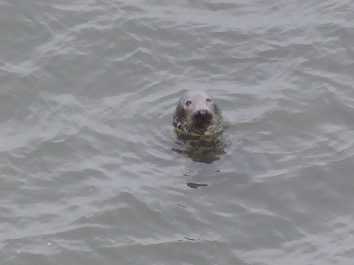 Robbe vor Helgoland
