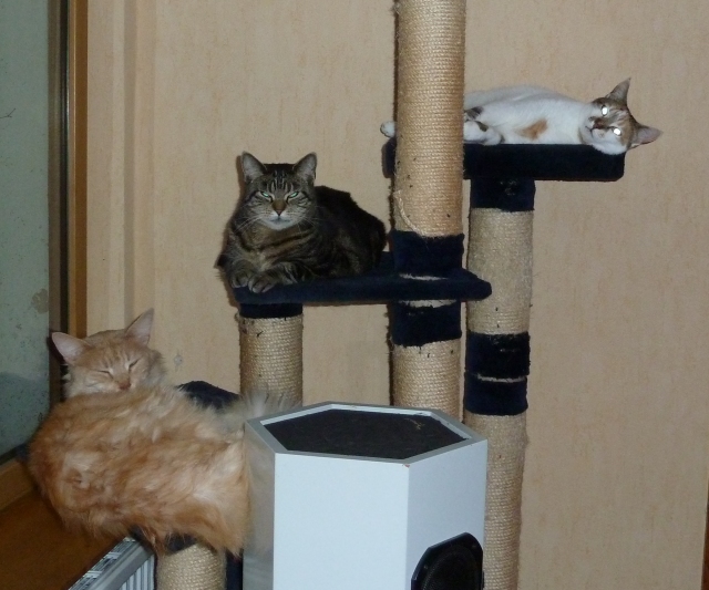 unsere Katzen