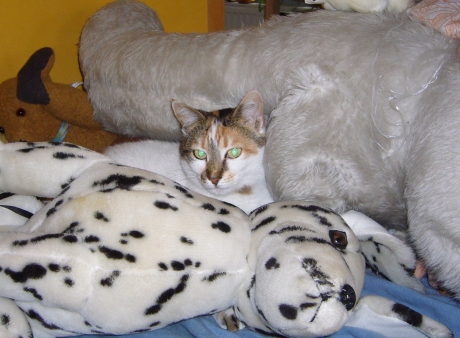 Mizzi