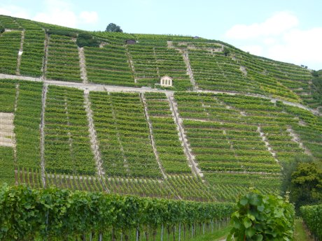 Weinberg im Neckartal