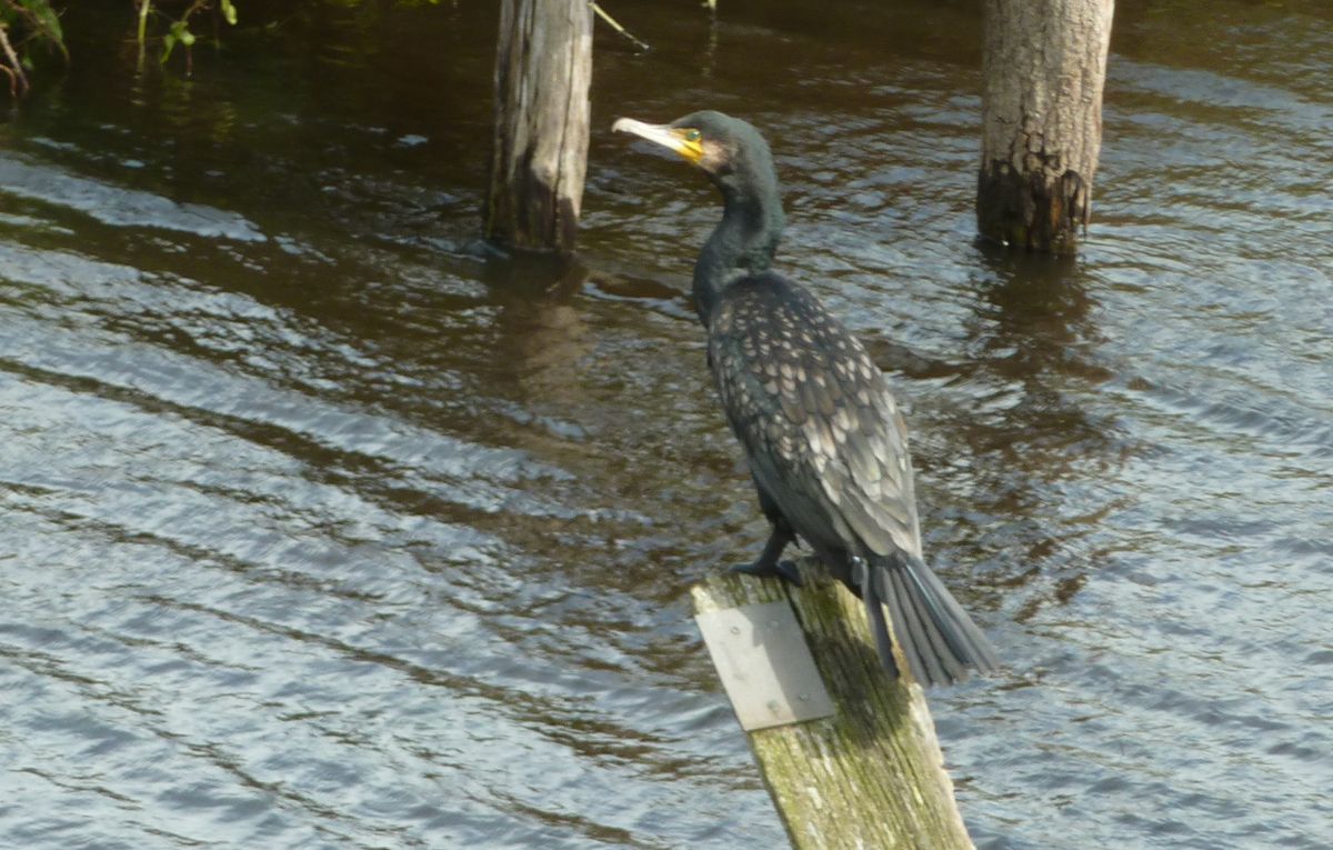 Vogel
