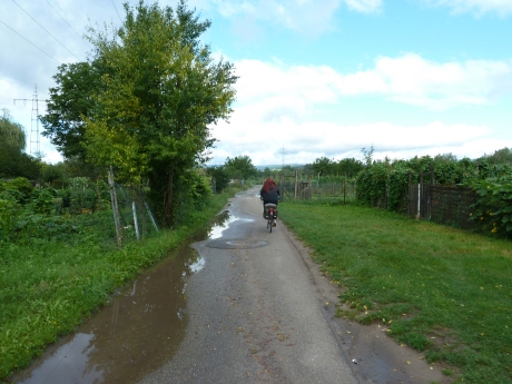 Radweg bei Mainz