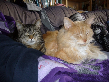 2 Katzen