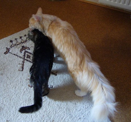 2 Katzen