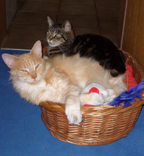 2 Katzen
