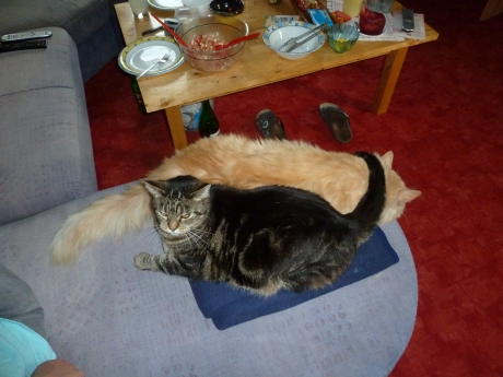2 Katzen