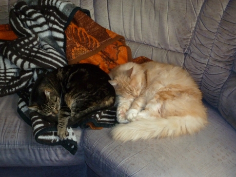 2 Katzen