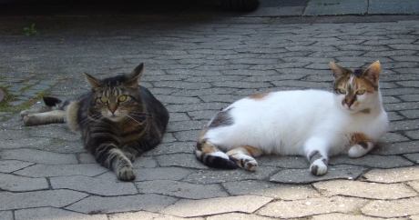2 Katzen